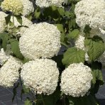 Hortenzia stromčekovitá (Hydrangea arborescens) 'STRONG ANNABELLE' Proven Winner® - výška 30-50 cm, kont. C3L